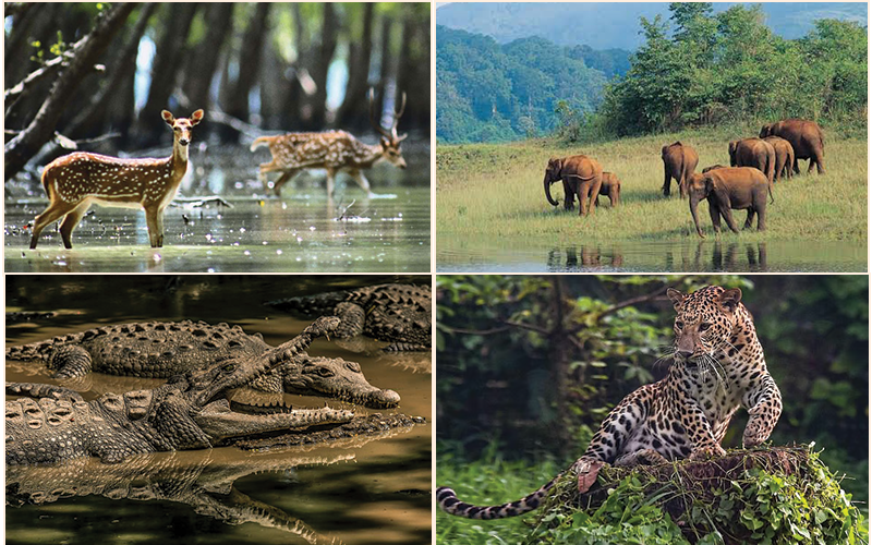 ODISHA WILD LIFE TOUR