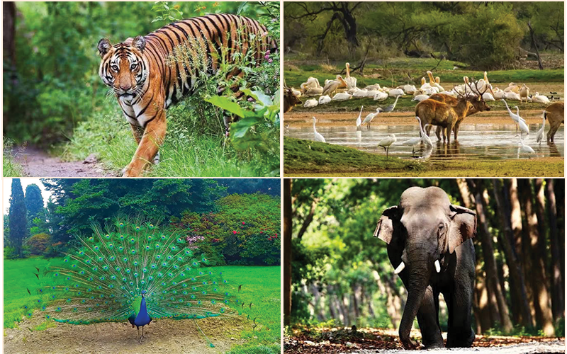 BEST OF ODISHA WILD LIFE